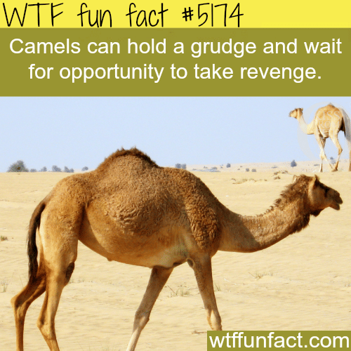 Camels - WTF fun facts