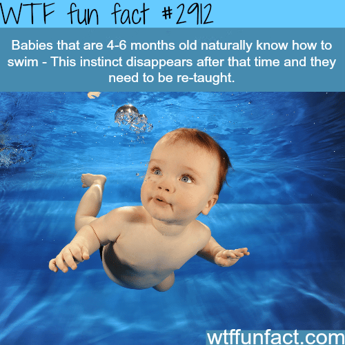 Can babies swim? -  WTF fun facts