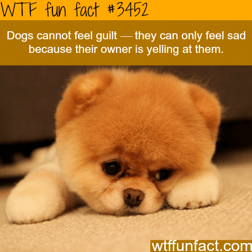 Can dogs feel guilt? -  WTF fun facts