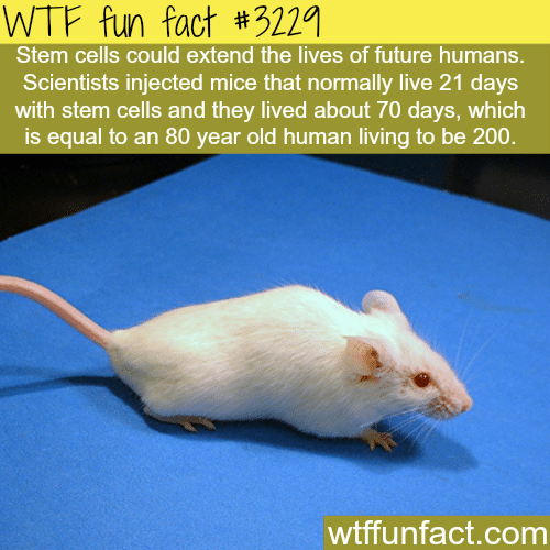 Can stem cells prolong the human life expectancy -  WTF fun facts