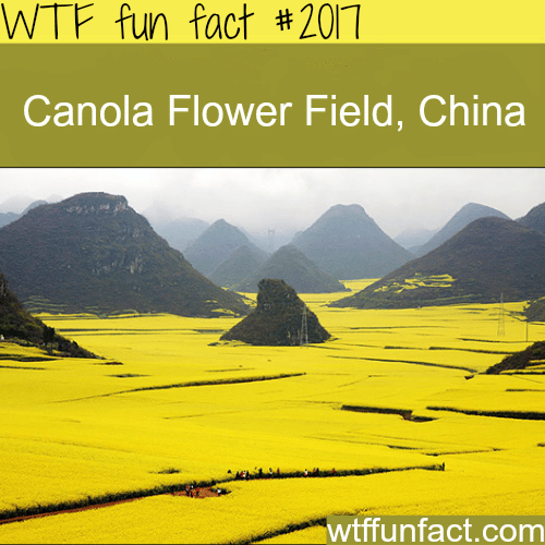 Canola Flower Field