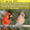 cardinal birds wtf fun facts