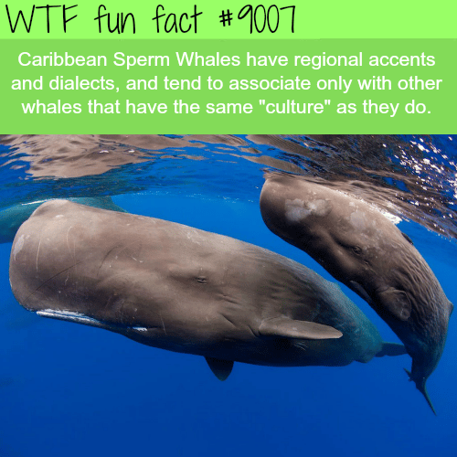 Caribbean Sperm Whales - WTF fun facts