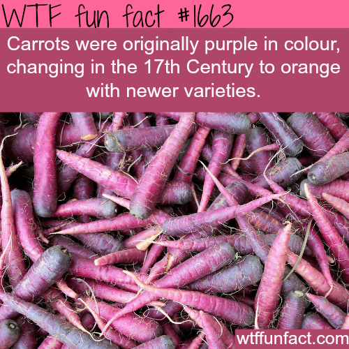 Carrots were originally purple - WTF fun facts