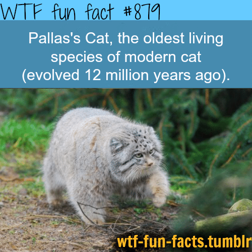 MORE OF WTF-FUN-FACTS are coming HERE