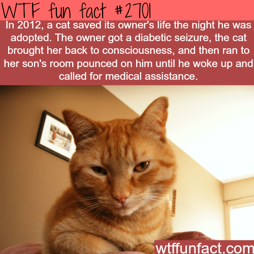 Cat saves it’s owners life - WTF fun facts