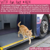 cat takes the bus regularly