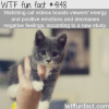 cat videos are good for you wtf fun facts