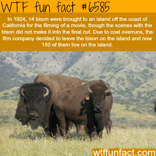 Catalina Island   - WTF fun facts