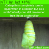 caterpillars melt inside the cocoon wtf fun