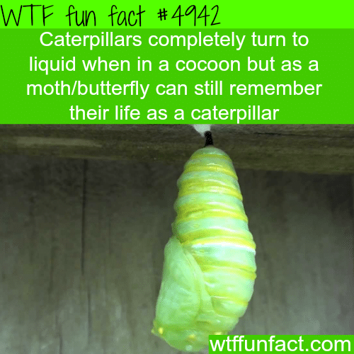 Caterpillars melt inside the cocoon - WTF fun facts 