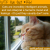 cats dont care about how you feel wtf fun facts