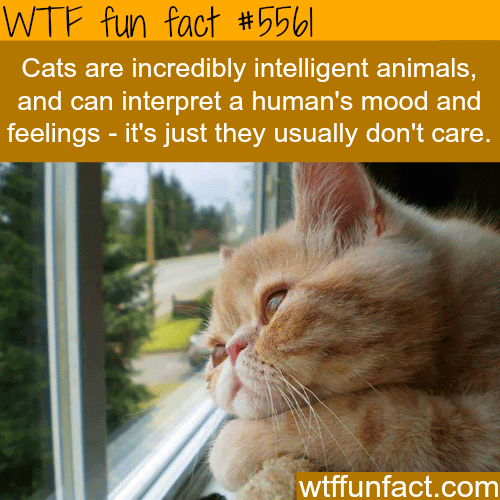 Cats don’t care about how you feel - WTF fun facts