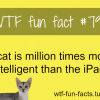 cats fact