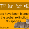 cats facts