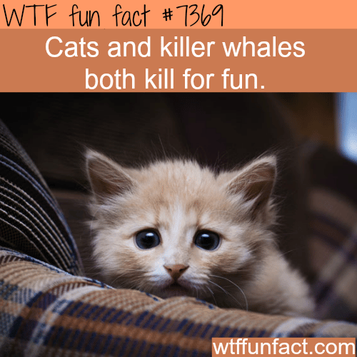 Cats kill for fun - WTF fun facts