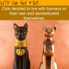 cats wtf fun facts
