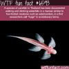 cavefish in thailand found to be able to climb