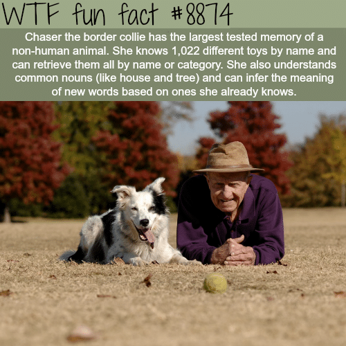 Chaser the border collie - WTF fun facts 