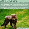 cheetah cubs wtf fun facts