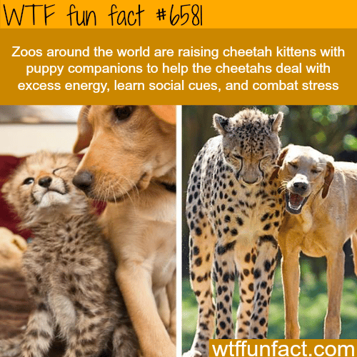 Cheetah kittens and dog puppy raised together - WTF fun facts