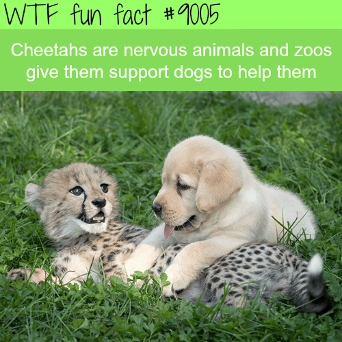 funny facts about animals