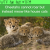 cheetahs dont roar wtf fun facts