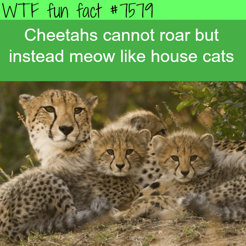 Cheetahs don’t roar - WTF fun facts 