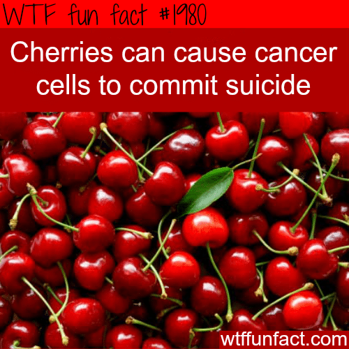 Cherries and cancer - WTF fun facts