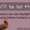 chicken facts
