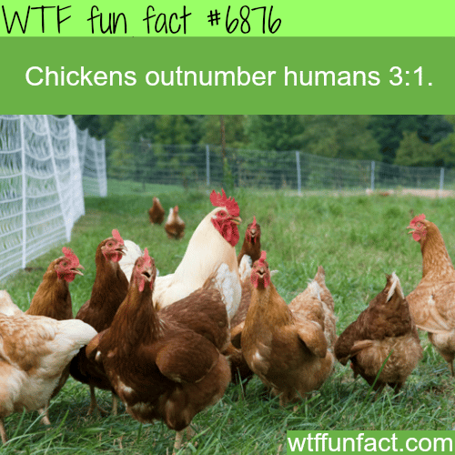 Chicken population  - WTF fun fact