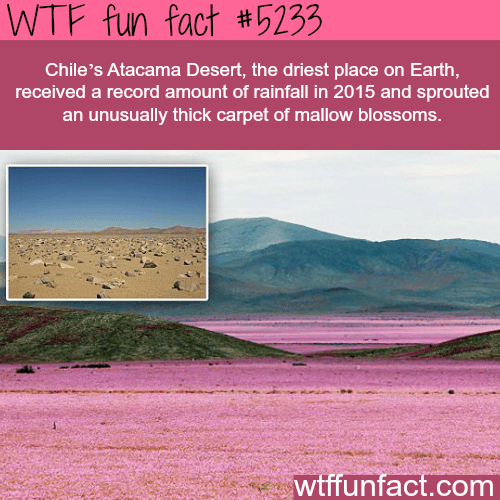 Chile’s Atacama Desert bloom- WTF fun facts