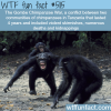 chimpanzee warfare the gombe chimpanzee war wtf
