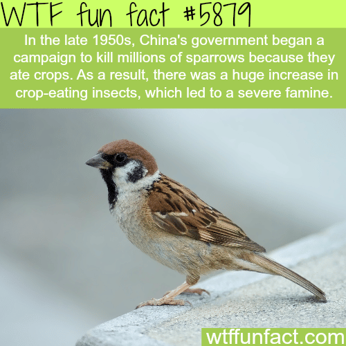 China’s campaign to kill millions of sparrows - WTF fun facts
