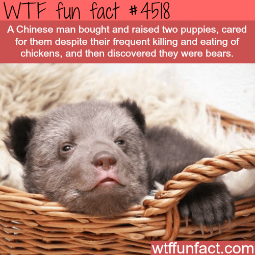 Chinese man finds out his two “puppies” are actually bears-   WTF fun facts