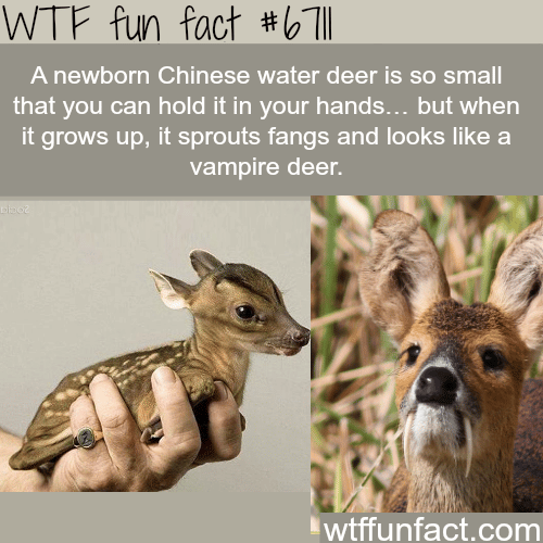 Chinese water deer - WTF fun fact
