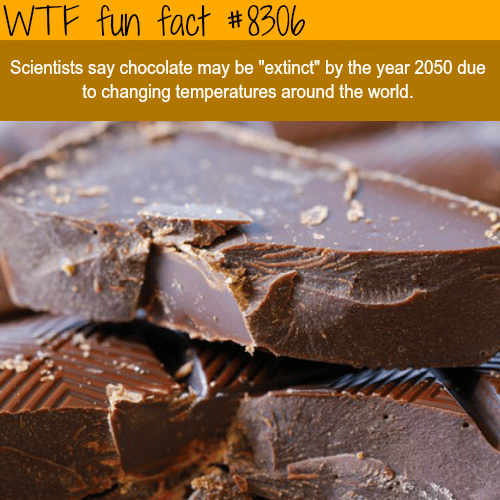 Chocolate may be “extinct” in 30 years - WTF fun facts