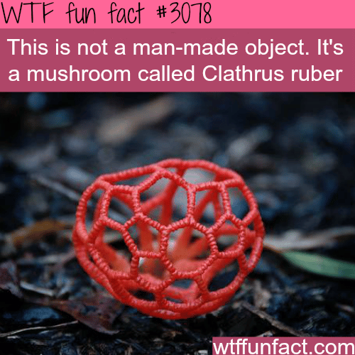 Clathrus ruber -  WTF fun facts