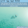 clear lake michigan wtf fun facts