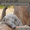 click here to help the the engendered elephant