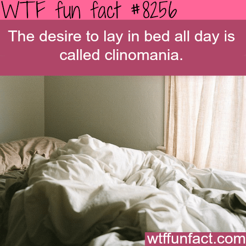 Clinomania - WTF fun facts
