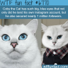 coby the cat wtf fun fact