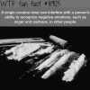cocaine wtf fun facts