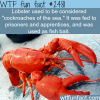 cockroaches of the sea