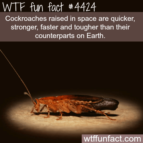 Cockroaches raised in space -   WTF fun facts