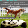 coloring your dogs trend in china
