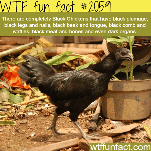 Completely Black Chickens - WTF fun facts