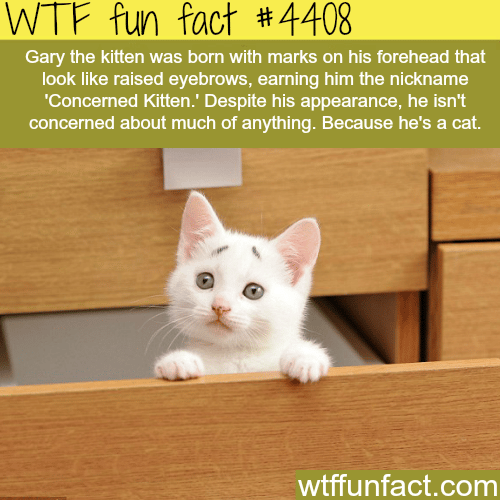 Concerned Kitten -   WTF fun facts