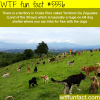 costa ricas land of the strays wtf fun facts