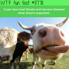 cows have best friends wtf fun facts